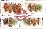 Scientific lot no. 724 Heteroptera (14 pcs A, A-, A2)