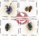 Scientific lot no. 732 Heteroptera (5 pcs)