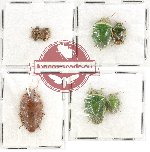 Scientific lot no. 728 Heteroptera (7 pcs)