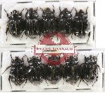 Hybosorinae Scientific lot no. 76 (10 pcs)