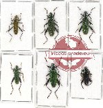 Scientific lot no. 6 Oedemeridae (6 pcs A-, A2)