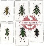Scientific lot no. 6 Oedemeridae (6 pcs A-, A2)
