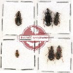 Scientific lot no. 366 Carabidae (6 pcs)