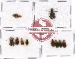 Scientific lot no. 470 Carabidae (9 pcs)