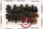 Scientific lot no. 369 Carabidae (14 pcs)