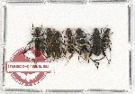 Scientific lot no. 185 Cerambycidae (7 pcs A-, A2)