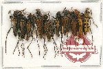 Scientific lot no. 183A Cerambycidae (10 pcs A-, A2)