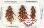 Scientific lot no. 198 Cerambycidae (3 pcs - 1 pc A2)