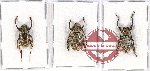 Scientific lot no. 202 Cerambycidae (3 pcs)