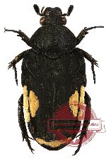 Pleuronota laterimaculata