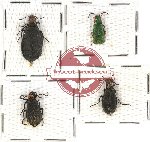 Scientific lot no. 40 Meloidae (4 pcs)