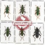 Scientific lot no. 5 Oedemeridae (6 pcs A-, A2)