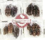 Scientific lot no. 85 Melolonthinae (13 pcs)