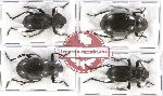 Scientific lot no. 243 Tenebrionidae (4 pcs)