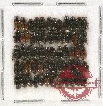 Scientific lot no. 482 Coprophaga (61 pcs)