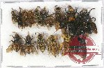 Scientific lot no. 271 Hymenoptera (15 pcs)