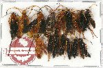 Scientific lot no. 269 Hymenoptera (16 pcs)