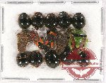 Scientific lot no. 746 Heteroptera (15 pcs)