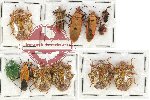 Scientific lot no. 727 Heteroptera (12 pcs)