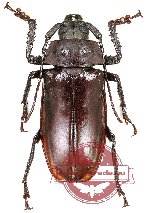 Rhaphipodus celebensis (A2)