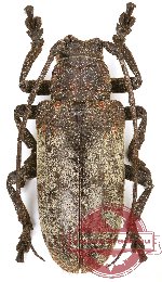 Moechotypa javana (A2)