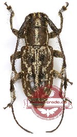 Cacia (Corethrophora) sp. 2