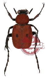 Paratrichius cruentus