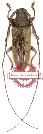 Acalolepta sp. 12 (A2)