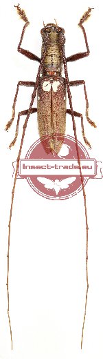 Olenecamptus bilobus ssp. 1 (A-)