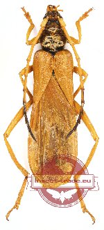 Scalenus auricomus