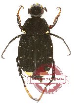 Tibiotrichius violaceus (A-)