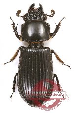 Passalidae sp. 35