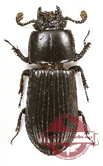 Passalidae sp. 34A