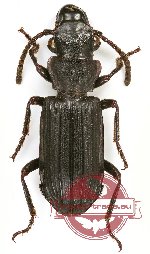 Pseudozaena sp. 6 (5 pcs)