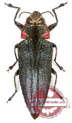 Belionota sp. 17 (10 pcs)