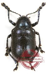 Eumolphus sp. 2