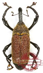 Curculionidae sp. 102