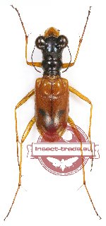 Therates fasciatus