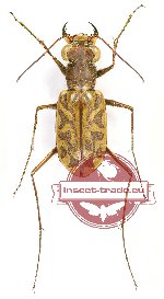 Habrodera nilotica