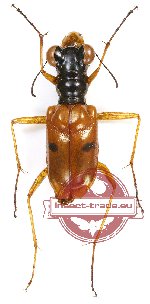 Therates bipunctatus