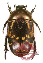 Poecilopharis sp. 1