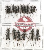 Scientific lot no. 182 Cerambycidae (16 pcs)