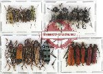 Scientific lot no. 136 Cerambycidae (20 pcs - 10 pcs A2)