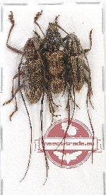 Scientific lot no. 131 Cerambycidae (3 pcs A2)