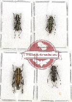 Scientific lot no. 189 Cerambycidae (Glenea spp.) (4 pcs - 2 pcs A2)