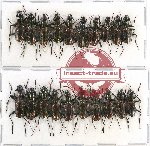 Scientific lot no. 338 Carabidae (20 pcs)