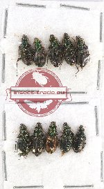 Scientific lot no. 391 Carabidae (10 pcs A, A-, A2)