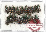 Scientific lot no. 381 Carabidae (18 pcs)