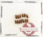 Scientific lot no. 386 Carabidae (13 pcs)