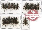 Scientific lot no. 380 Carabidae (19 pcs A, A-, A2)